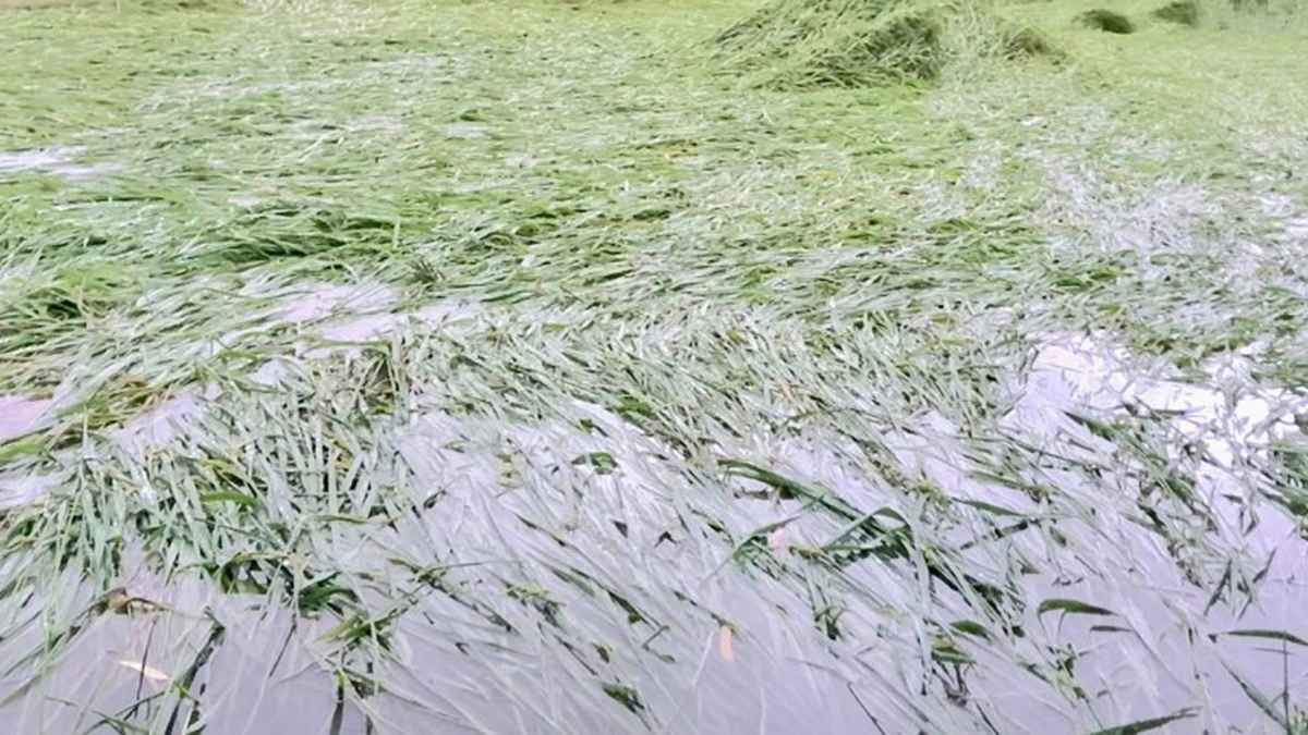 বানিয়াচংয়ে তলিয়ে গেছে ২২০০ বিঘা জমির ধান, ঝুঁকিতে আরও ৭ হাজার বিঘা