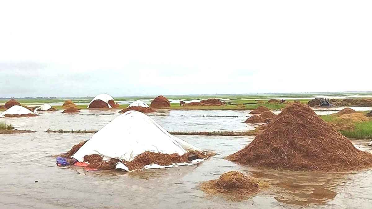 হঠাৎ বন্যায় নিঃস্ব হাওরের বোরো চাষিরা