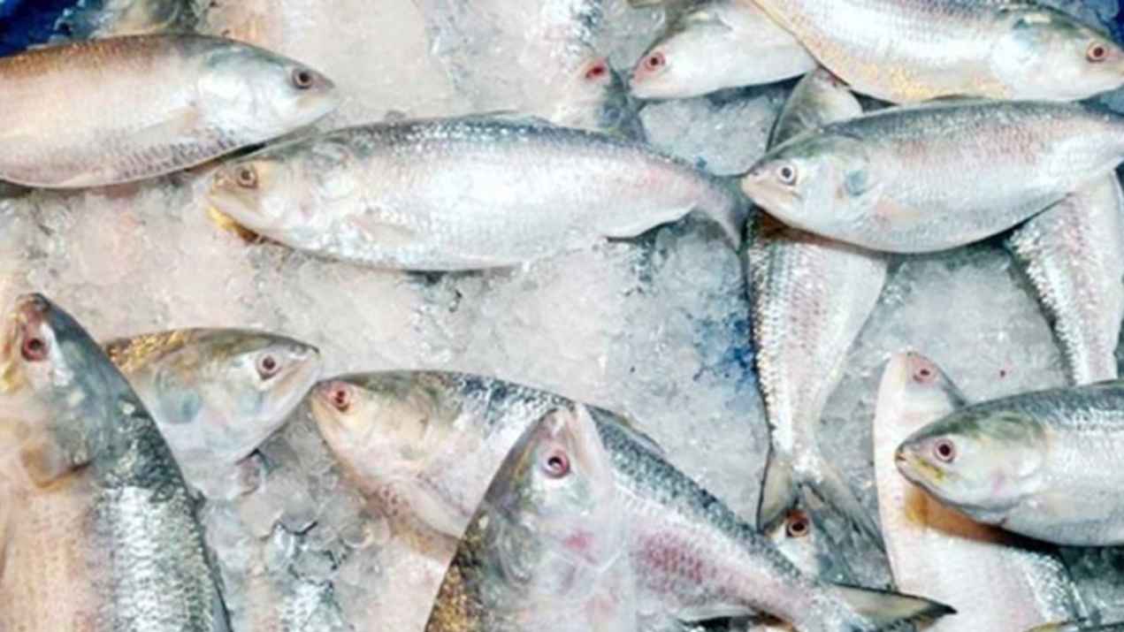 বৈশাখের ইলিশে আগুন, চাপে ক্রেতা