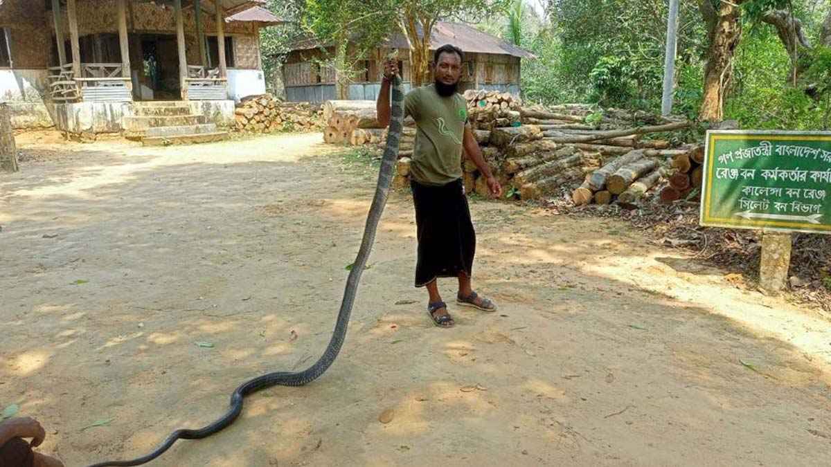 চা বাগান থেকে উদ্ধার ২ কিং কোবরা অবমুক্ত বনে