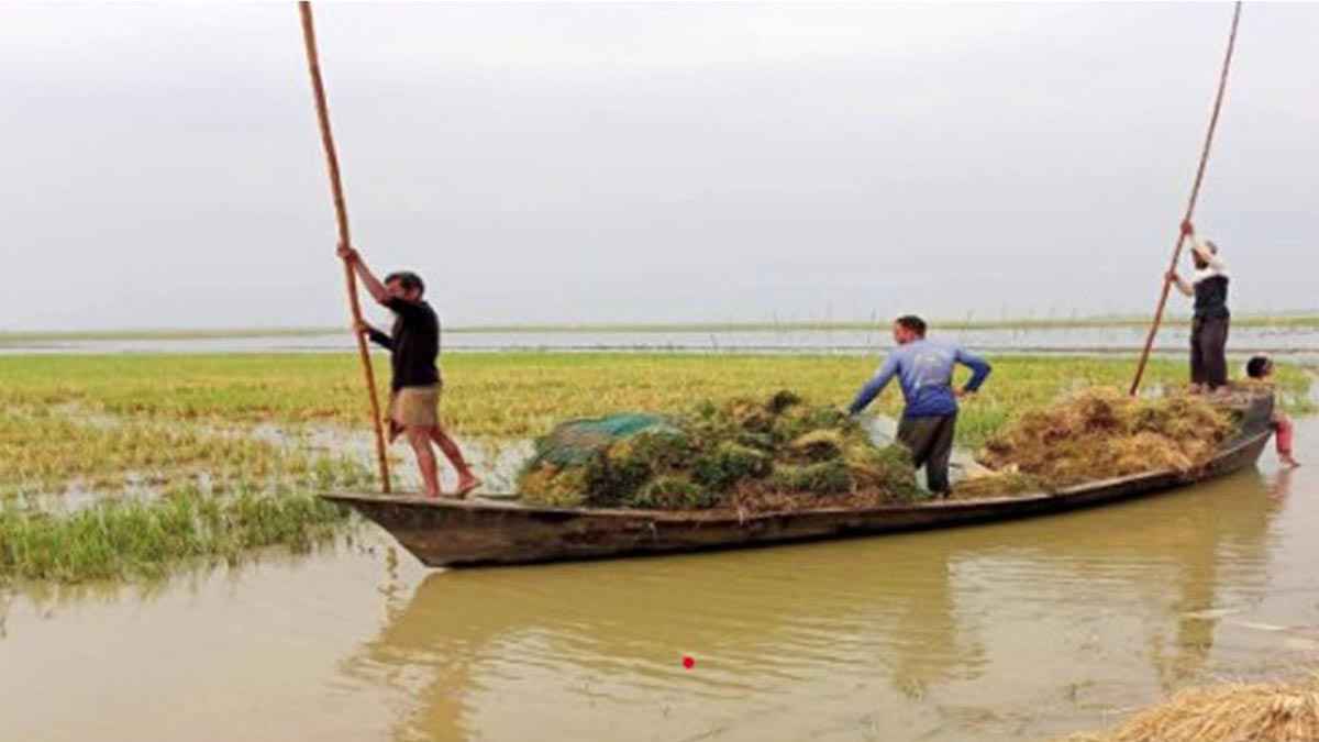 হবিগঞ্জের হাওরে তলিয়েছে ২ হাজার ৭১০ হেক্টর জমির পাকা ধান