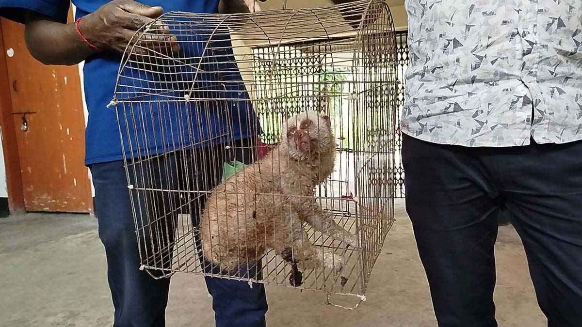 সাতছড়ি সংরক্ষিত বনে লজ্জাবতী বানর অবমুক্ত