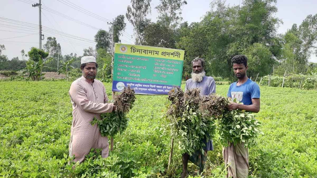 চীনা বাদাম চাষে কৃষক আরফান আলীর সাফল্য