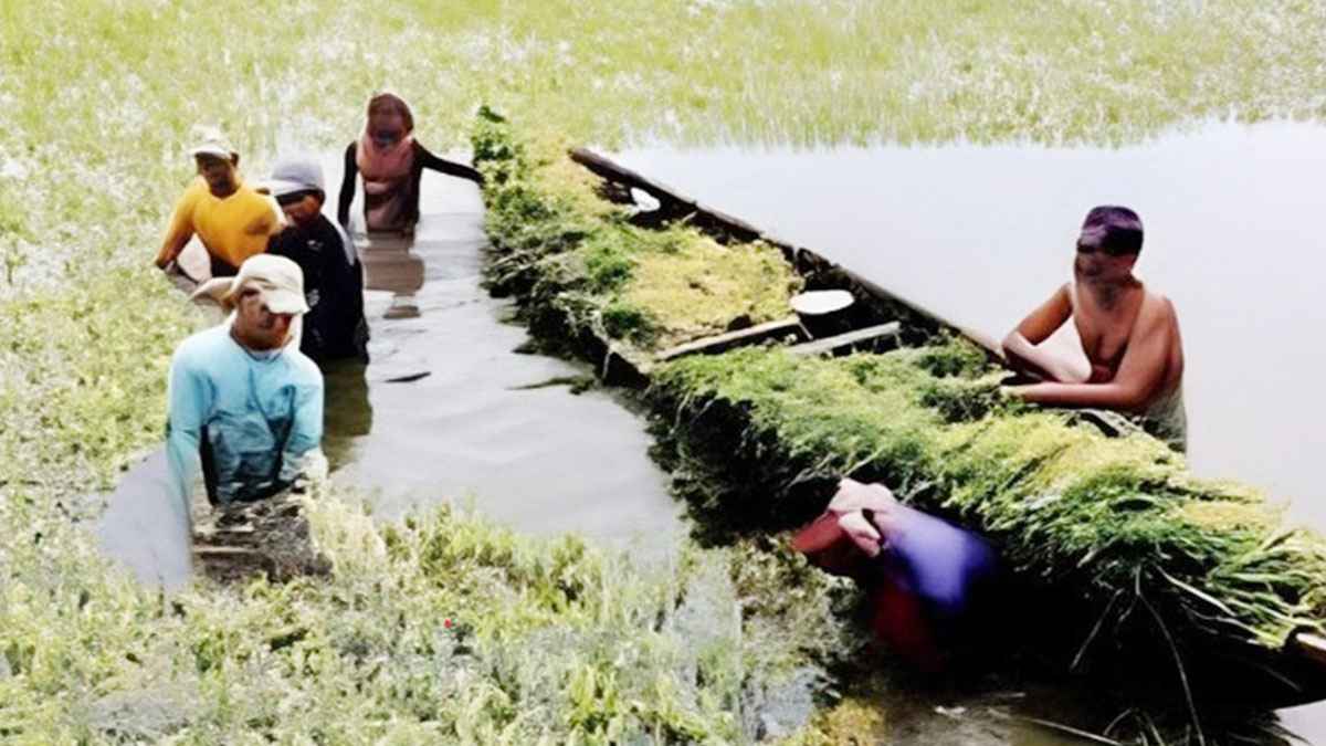 হবিগঞ্জে পাহাড়ি ঢলে ৫ হাজার হেক্টর বোরো জমি প্লাবিত