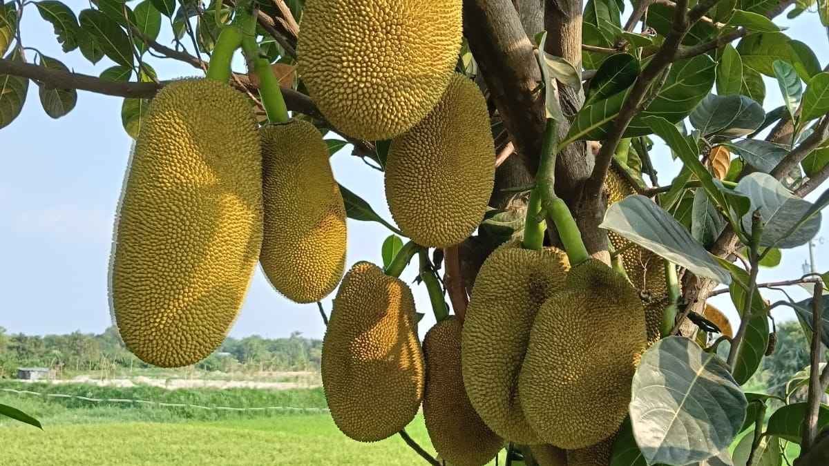 পথের ধারে সময়ের ফল কাঁঠাল