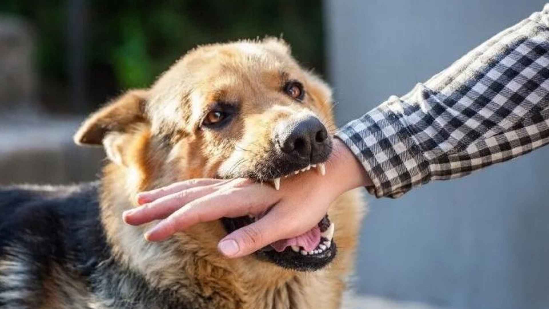 আতঙ্কের খাতায় নতুন নাম ‘জলাতঙ্ক’, সচেতনতাই ভরসা