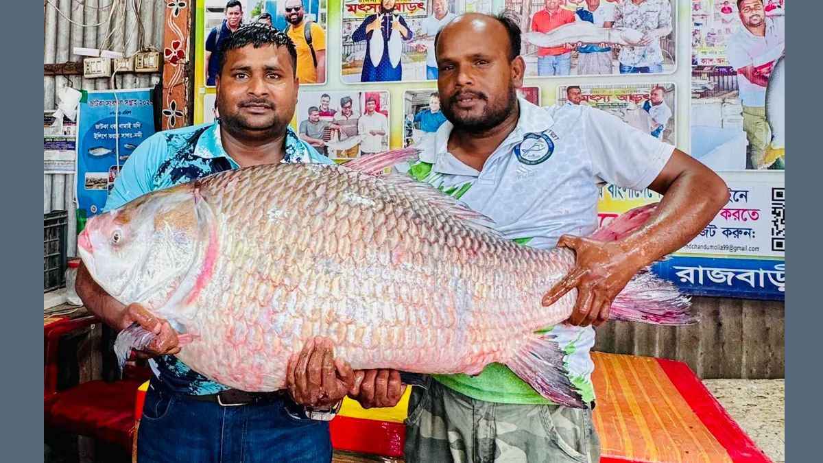 ৬৮ হাজার টাকায় বিক্রি হলো পদ্মার ৩০ কেজির কাতল মাছ