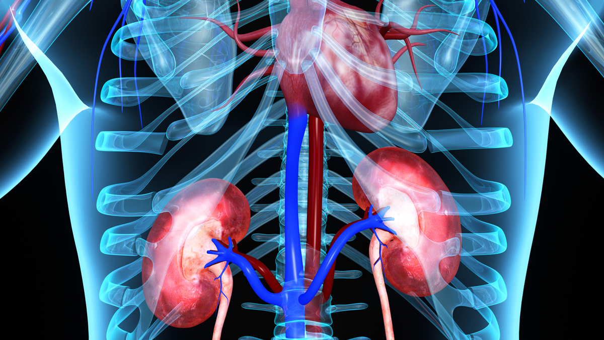 kidney_2