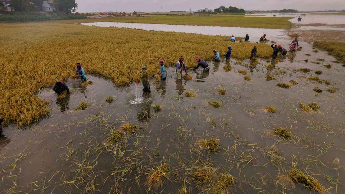 কিশোরগঞ্জে সাড়ে ৬ হাজার হেক্টর বোরো ধান তলিয়ে গেছে