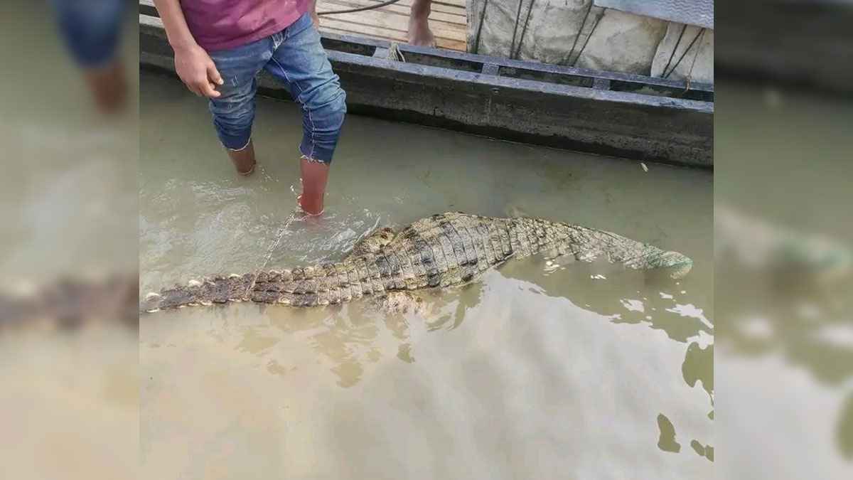 ফরিদপুরে বড়শিতে ধরা পড়ল কুমির
