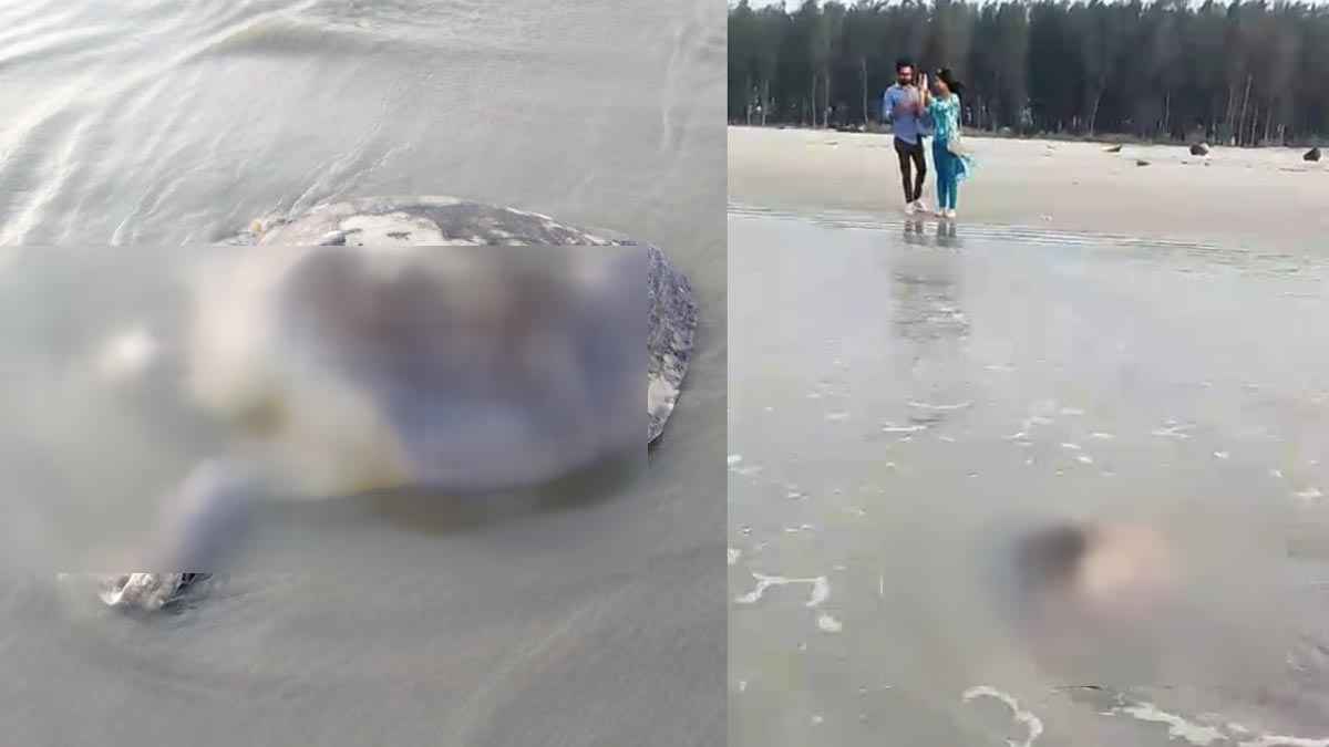 সৈকতে ভেসে এলো ৪০ কেজির কচ্ছপ