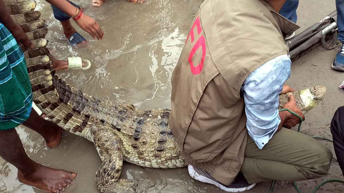 পদ্মায় জেলের বড়শিতে ধরা পড়া কুমির ৯ ঘণ্টা পর উদ্ধার