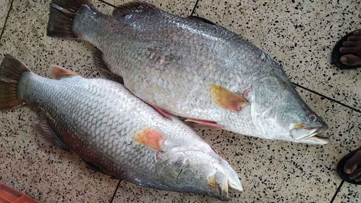 কুয়াকাটায় জেলের জালে দুই কোরাল, ৫২ হাজার টাকায় বিক্রি