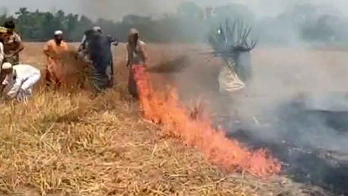 নাটোরে আগুনে পুড়ল ১৫ বিঘা জমির গম