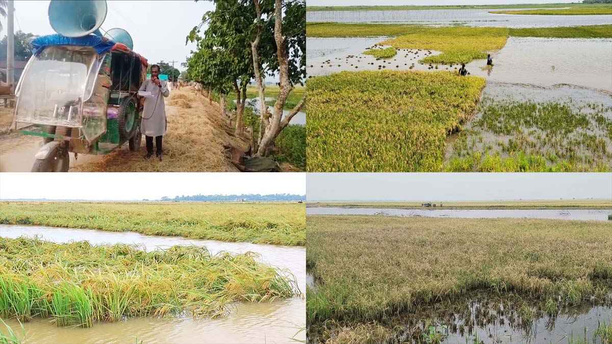নেত্রকোনায় তলিয়ে যাচ্ছে হাওরের ধান, দ্রুত কাটতে প্রশাসনের মাইকিং