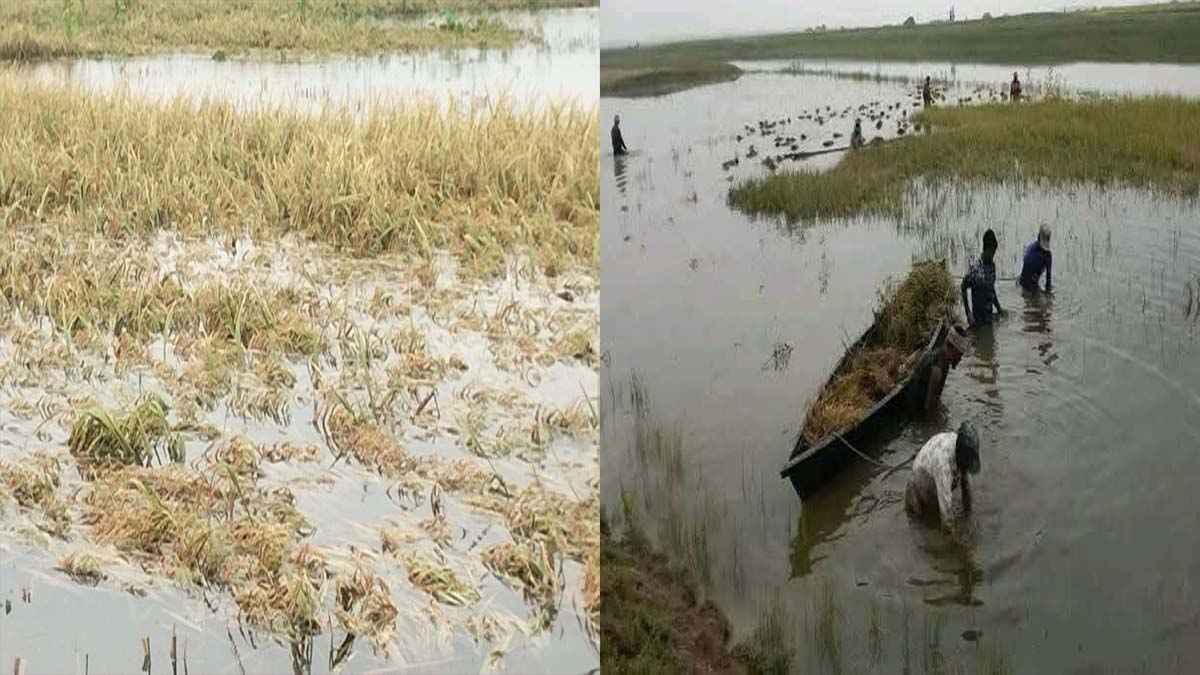 নেত্রকোনায় নদীর পানি বিপদসীমার ওপরে, তলিয়ে গেছে ২২০০ হেক্টর জমির ধান