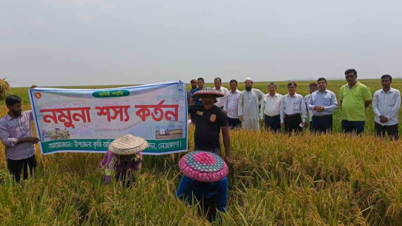 নেত্রকোনার হাওরে বোরো ধান কাটা শুরু