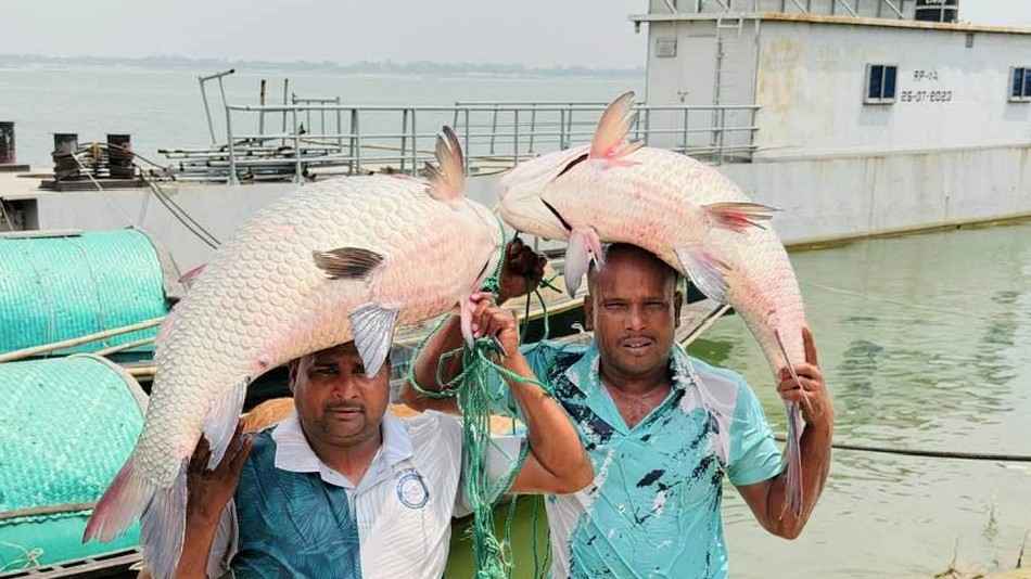 পদ্মার দুই কাতল ৮৬ হাজার টাকায় বিক্রি