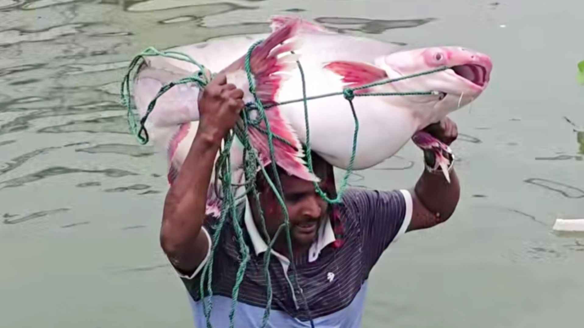 পদ্মায় জেলের জালে ২৫ কেজির পাঙাশ, ৭০ হাজারে বিক্রি