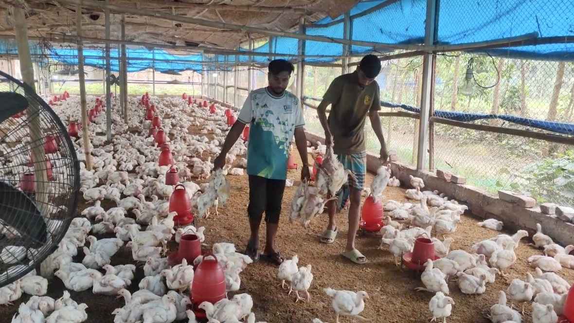 ঠাকুরগাঁওয়ে পোলট্রি ফার্মে বিষ প্রয়োগ, তিন হাজার মুরগি মৃত্যু