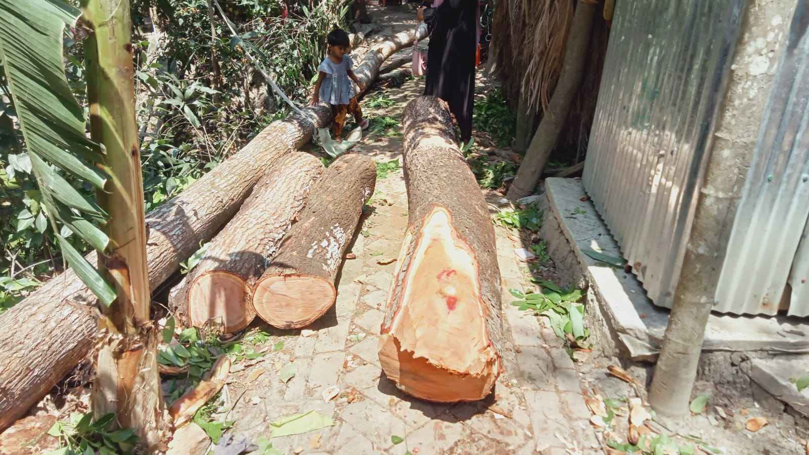 জিয়ানগরে যুবলীগ নেতার বিরুদ্ধে ইউনিয়ন পরিষদের গাছ কাটার অভিযোগ