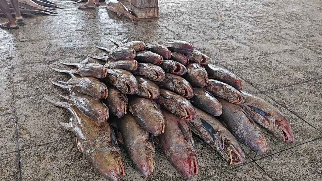 পিরোজপুরে জেলের জালে ১৪৪টি লাক্ষা মাছ, বিক্রি ২৮ লাখ টাকায়