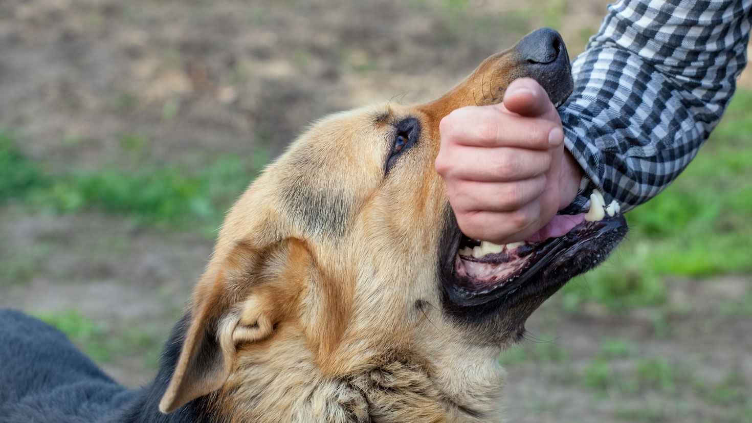 পটুয়াখালীতে কুকুরের কামড়ে আহত ৩৫, মিলছে না ভ্যাকসিন