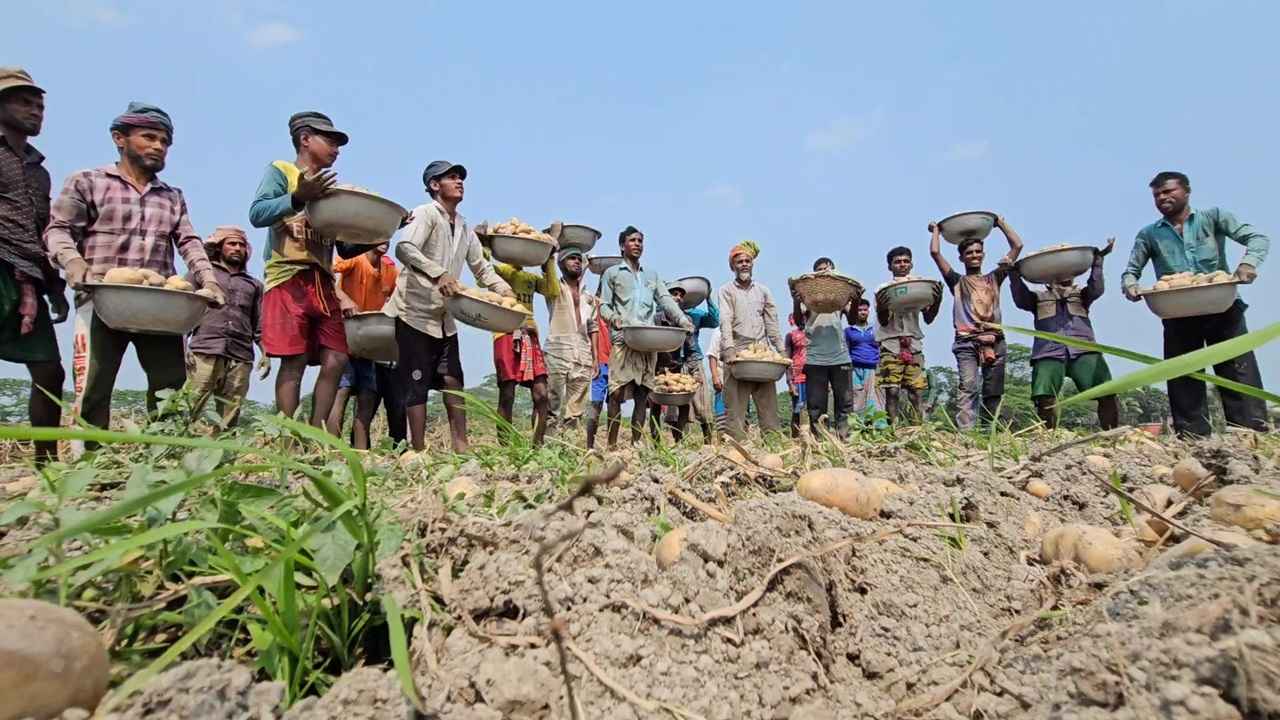 Potato news Munsigonj