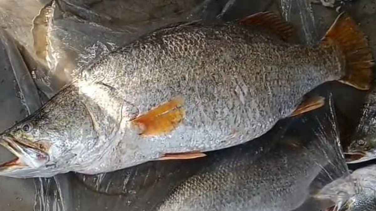 পটুয়াখালীতে জেলের জালে ধরা পড়ল ২২ কেজির কোরাল