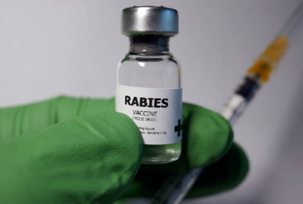 rabies rabies