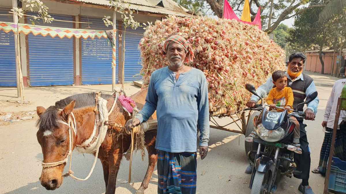 পেঁয়াজের বাম্পার ফলনেও চাষিদের মুখে হাসি নেই: উৎপাদন খরচ নিয়ে শঙ্কা