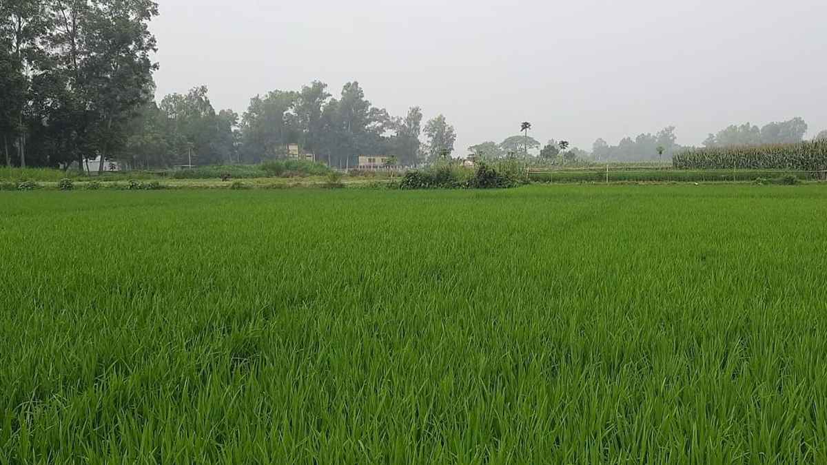সিরাজগঞ্জে সেচের অভাবে বোরো উৎপাদন নিয়ে শঙ্কা