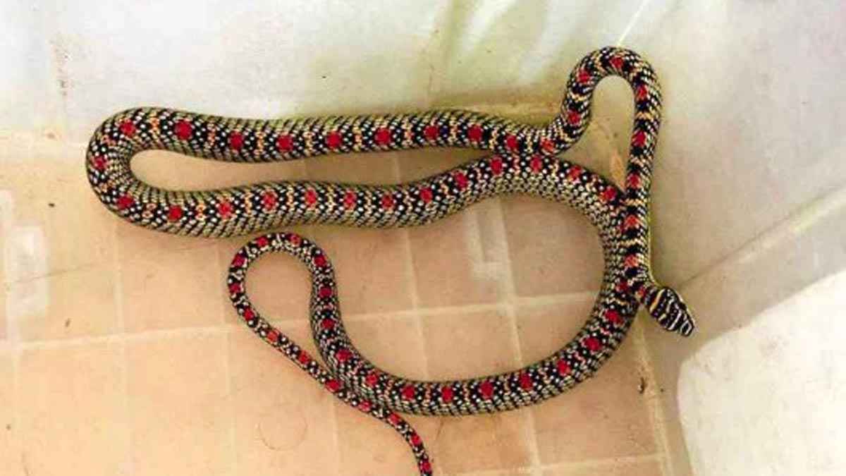 বাসা থেকে উদ্ধার হলো অপরূপ সুন্দর কালনাগিনী সাপ