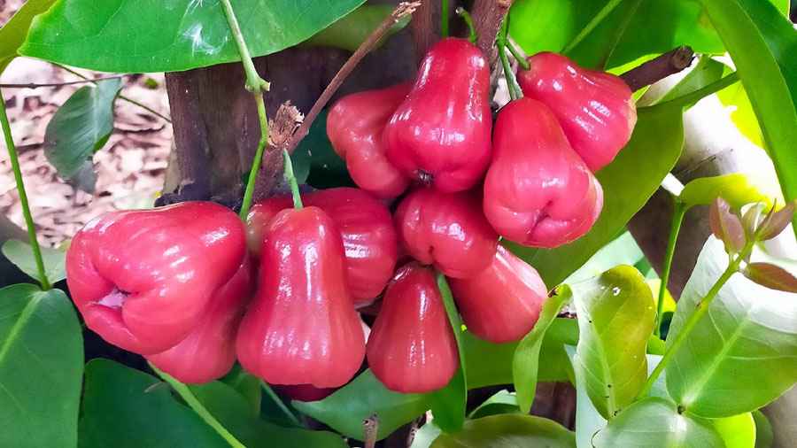 অবহেলিত জামরুলের গুণ জানলে অবাক হবেন! 