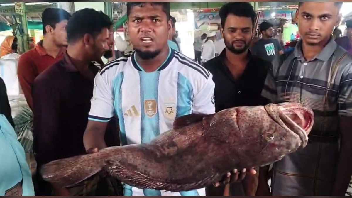 জেলের জালে ২৬ কেজির সামুদ্রিক ‘ভোল মাছ’ ৩৫ হাজার টাকায় বিক্রি