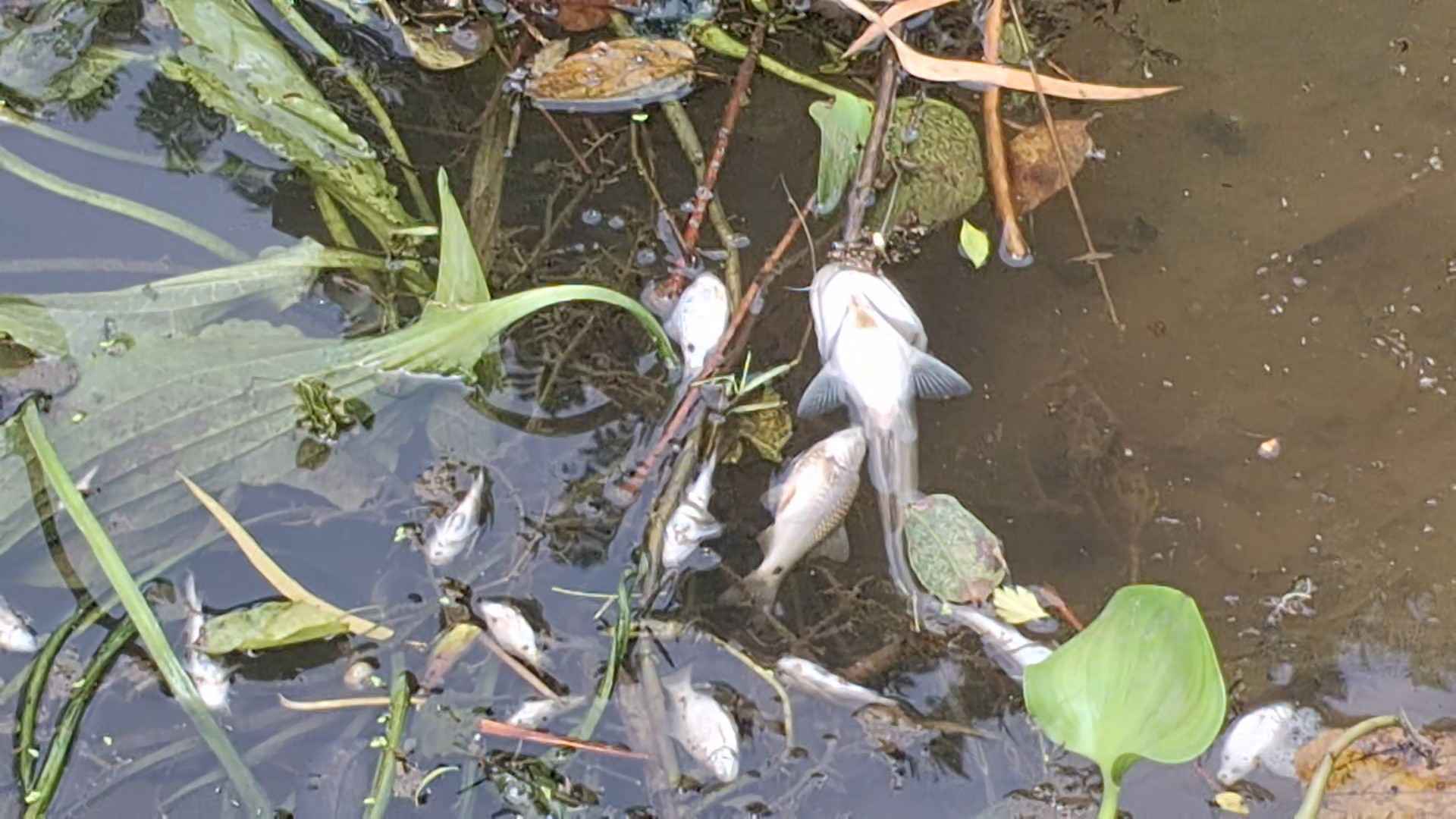 তেঁতুলিয়ার গোবরা নদীতে বিষাক্ত ট্যাবলেট দিয়ে মাছ নিধনের অভিযোগ