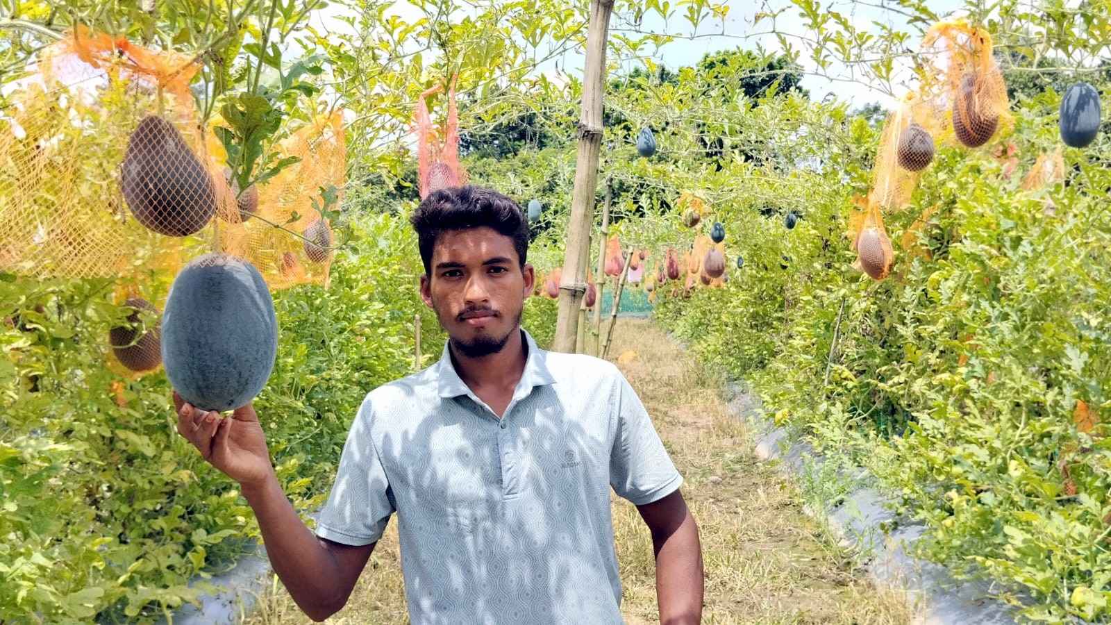 দুই প্যাকেট বীজ থেকে ৫০ শতকের বাগান, তরমুজে নতুন স্বপ্ন মিনহাজের