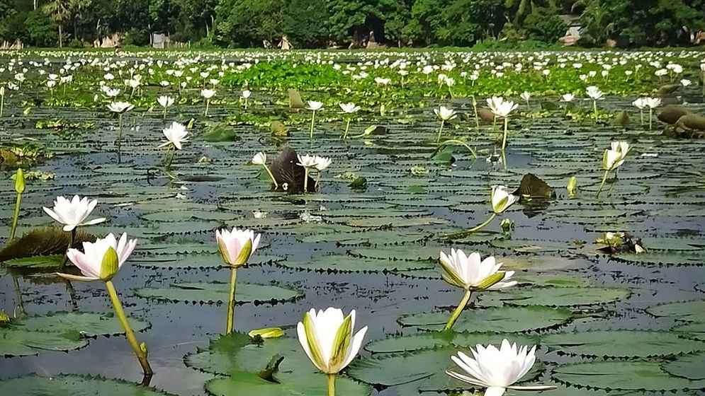 মণিরামপুরে শাপলা তুলতে গিয়ে পানিতে ডুবে দুই শিশুর মৃত্যু