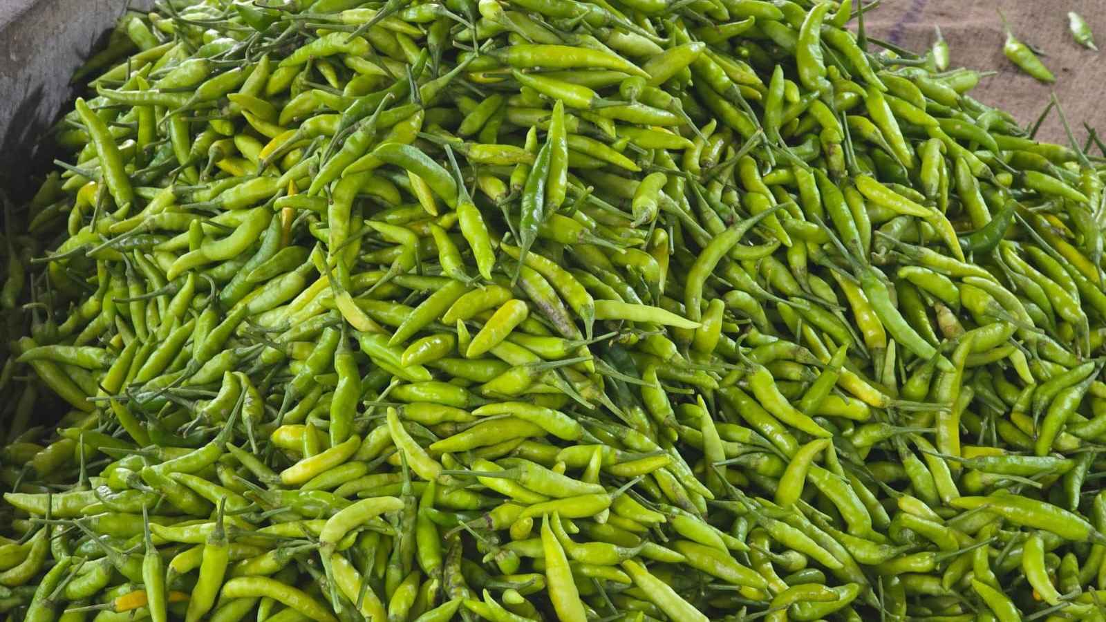 হিলি বন্দর দিয়ে আবারও কাঁচামরিচ আমদানি শুরু