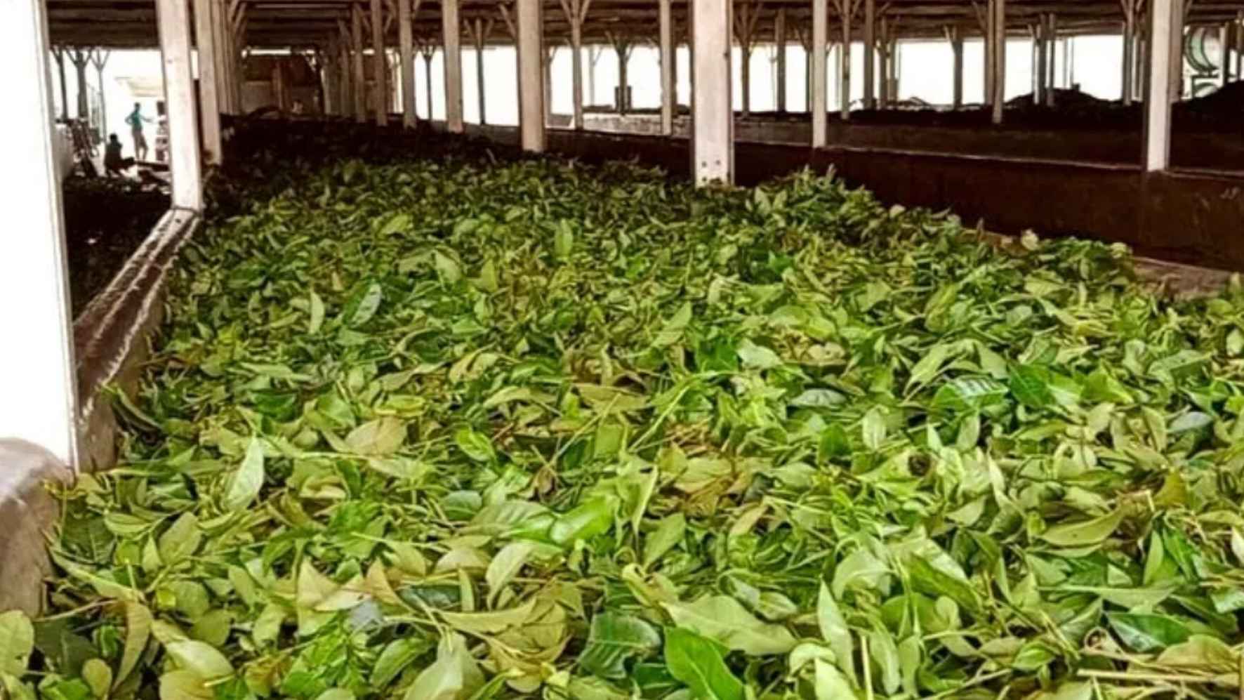 সবুজ বাগানে নেমেছে অন্ধকার, অপেক্ষা বিদ্যুতের