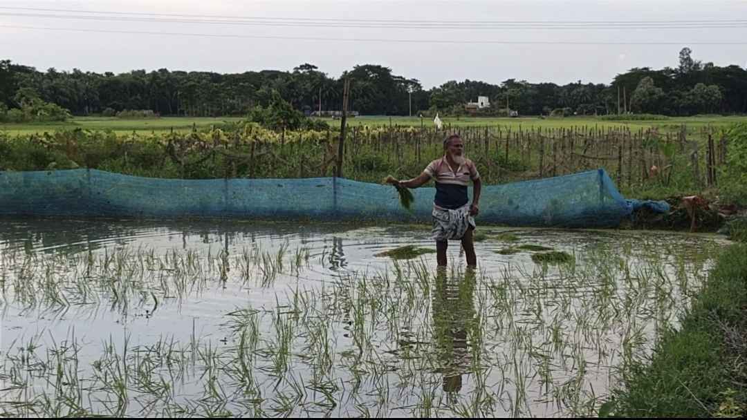 লক্ষ্মীপুরে পানি নিষ্কাশনের ড্রেন না থাকায় বিপাকে কৃষক