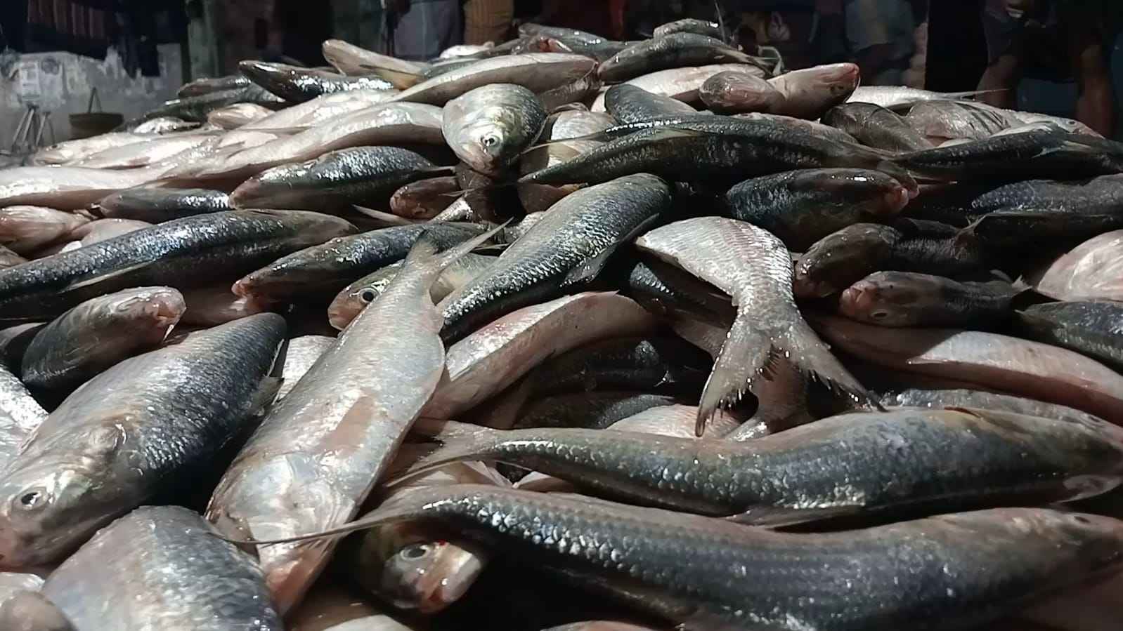 কুয়াকাটায় একবার জাল ফেলেই ৪৬ মণ ইলিশ, বিক্রি ৪৮ লাখ ৫০ হাজার টাকায়