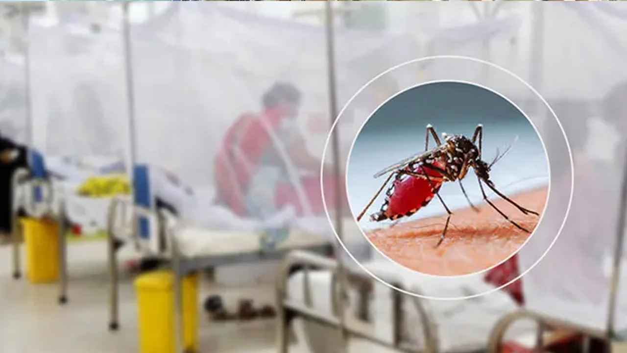 ডেঙ্গুতে মৃত্যুহীন দিনে হাসপাতালে ভর্তি ৩৪২