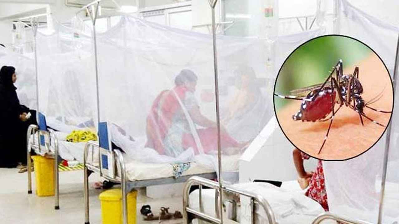 ২৪ ঘণ্টায় ডেঙ্গুতে দুইজনের মৃত্যু, হাসপাতালে ভর্তি ৬৭২