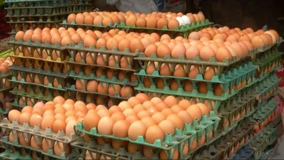 Egg3