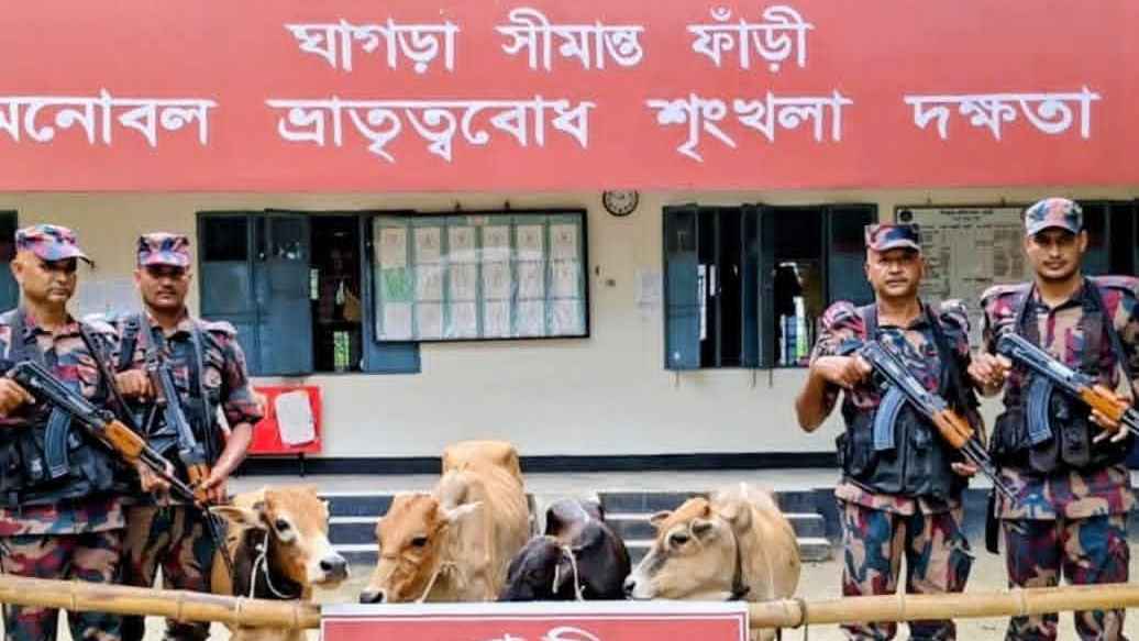 পঞ্চগড় সীমান্তে ৪ ভারতীয় গরু আটক