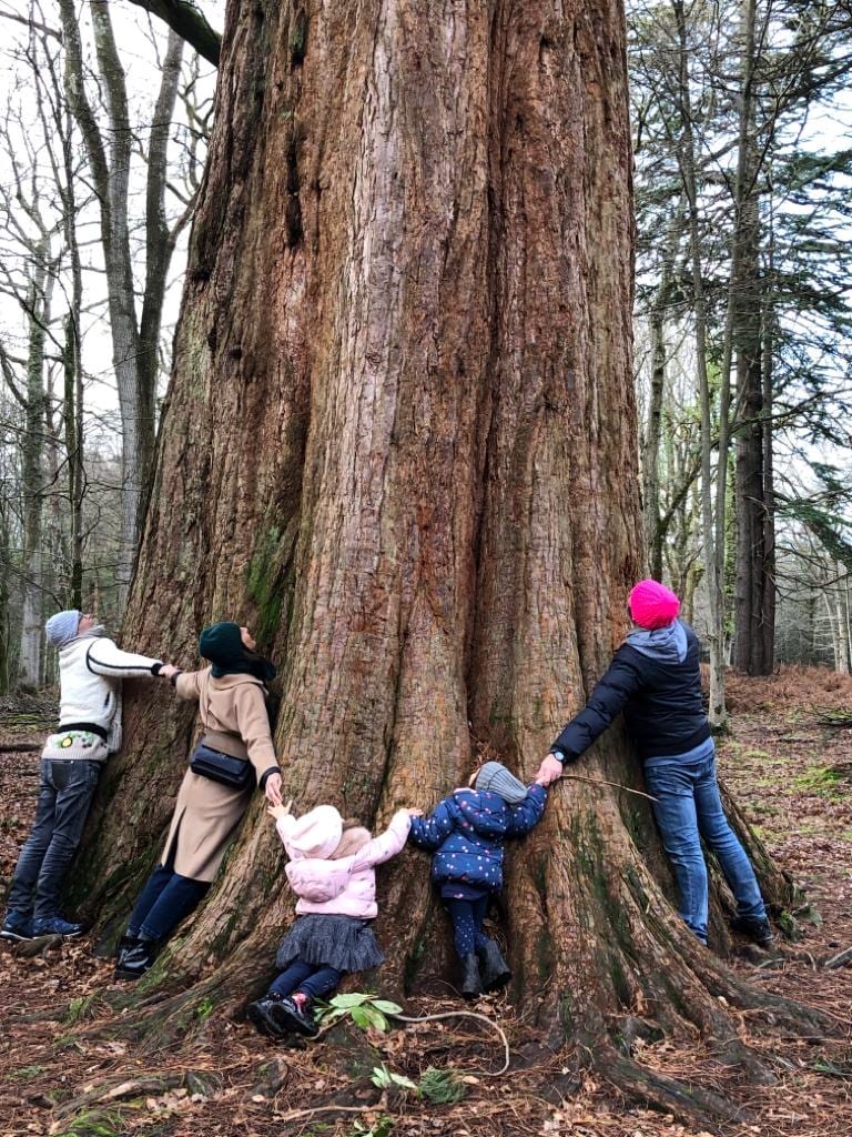 Hugginh-trees-3