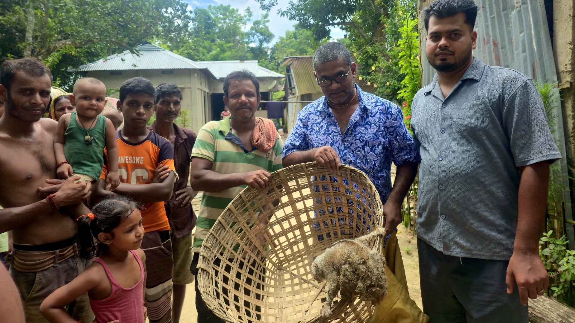 গাছ থেকে মাটিতে, লোকালয়ে এসে ধরা পড়ল লজ্জাবতী বানর