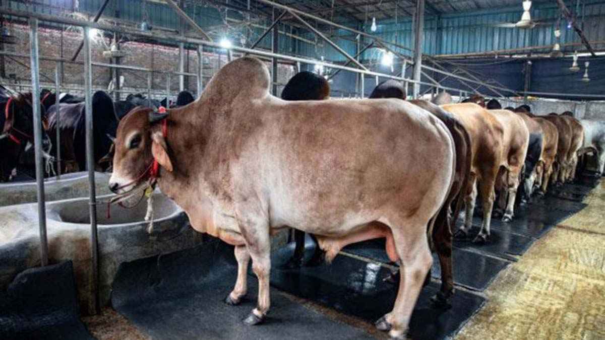 নেত্রকোনায় এক রাতে ১২ গরু চুরি, আতঙ্কে কৃষক
