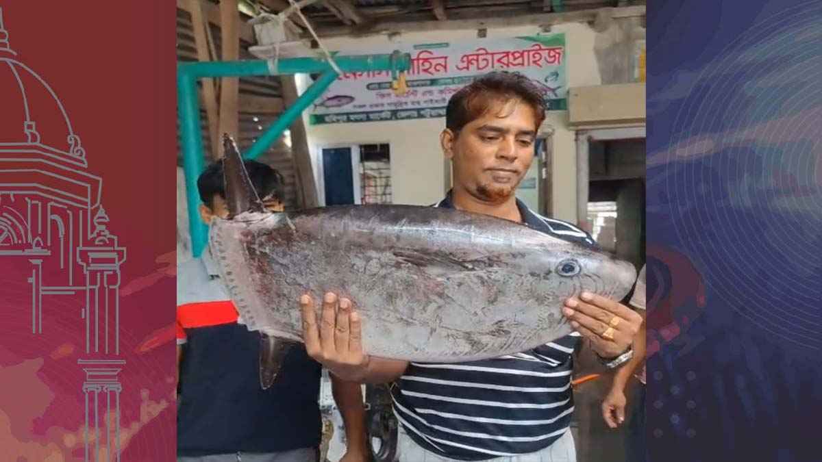 কুয়াকাটায় জেলের জালে বিরল ‘স্লেন্ডার সানফিশ’